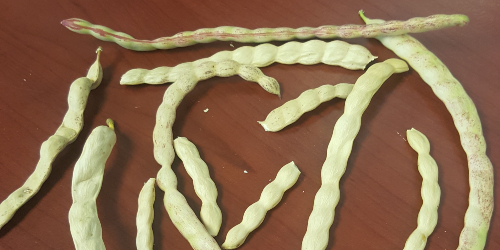 A seed of a Mesquite tree