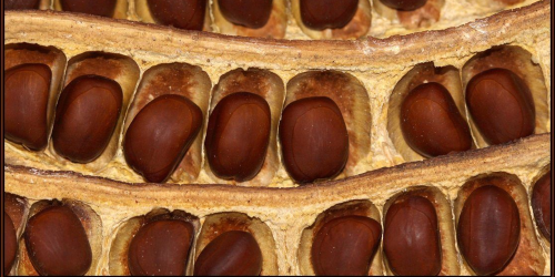 A seed of a Mesquite tree