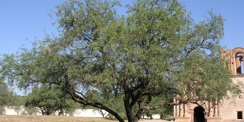 A Mesquite Tree